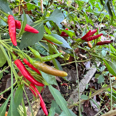 Thai Dragon - Seeds - The Pepper Pantry (Formerly Marie Sharp's)